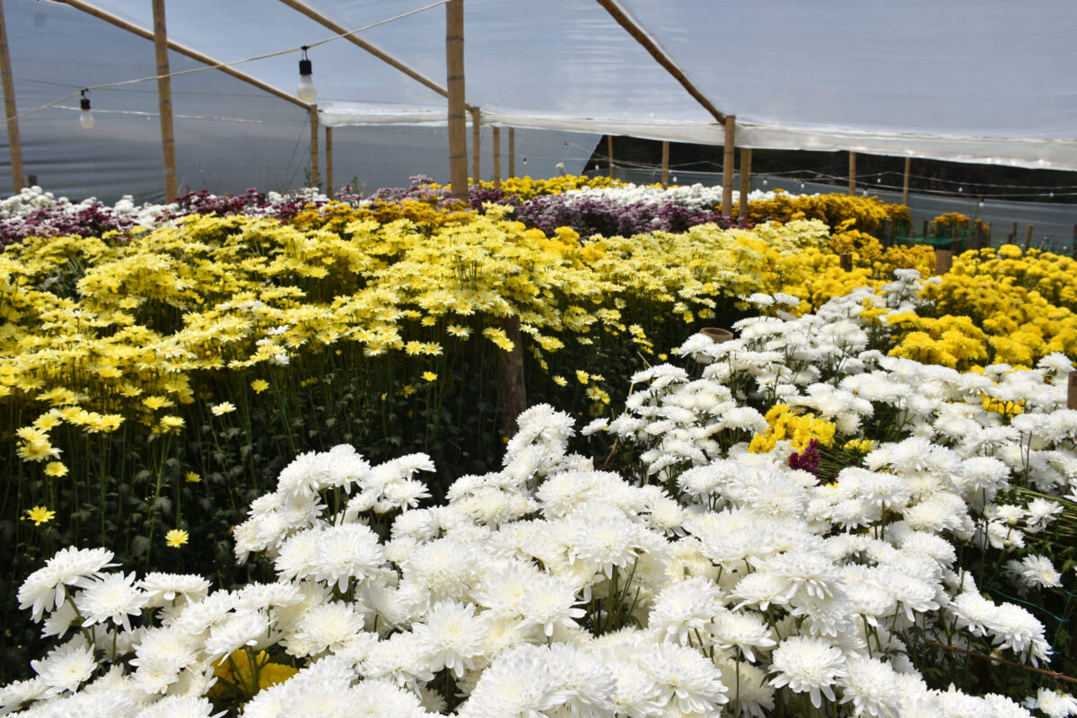 FLORES6